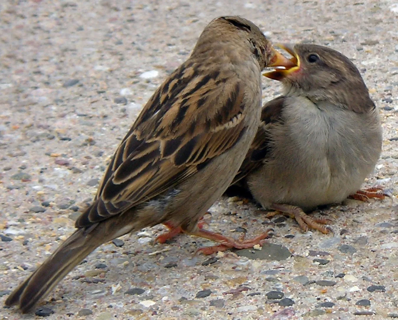 World Sparrow Day