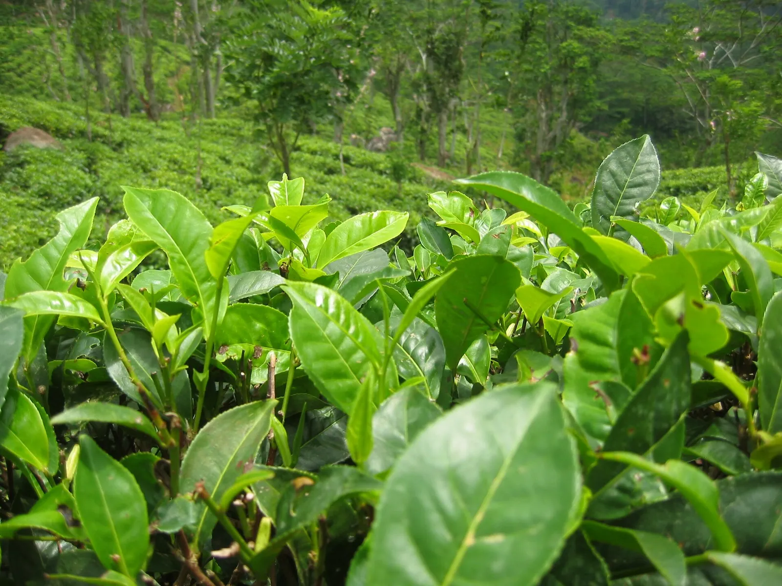 International Tea Day