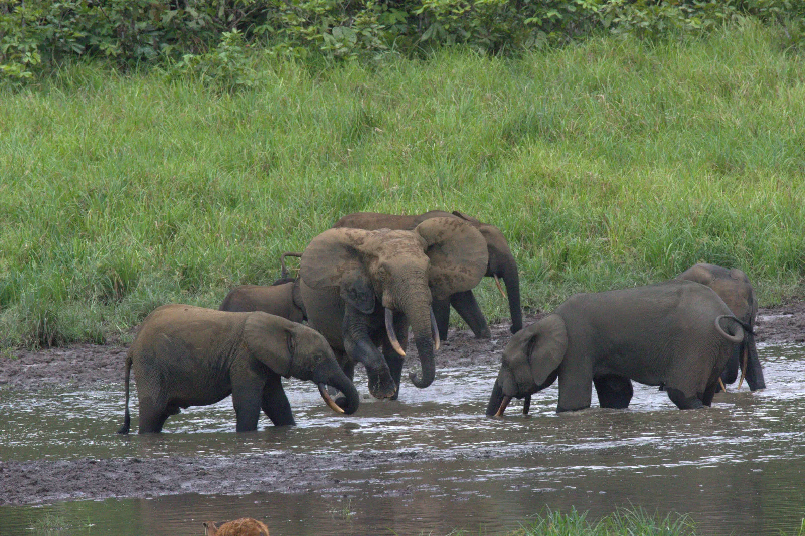 African World Heritage Day
