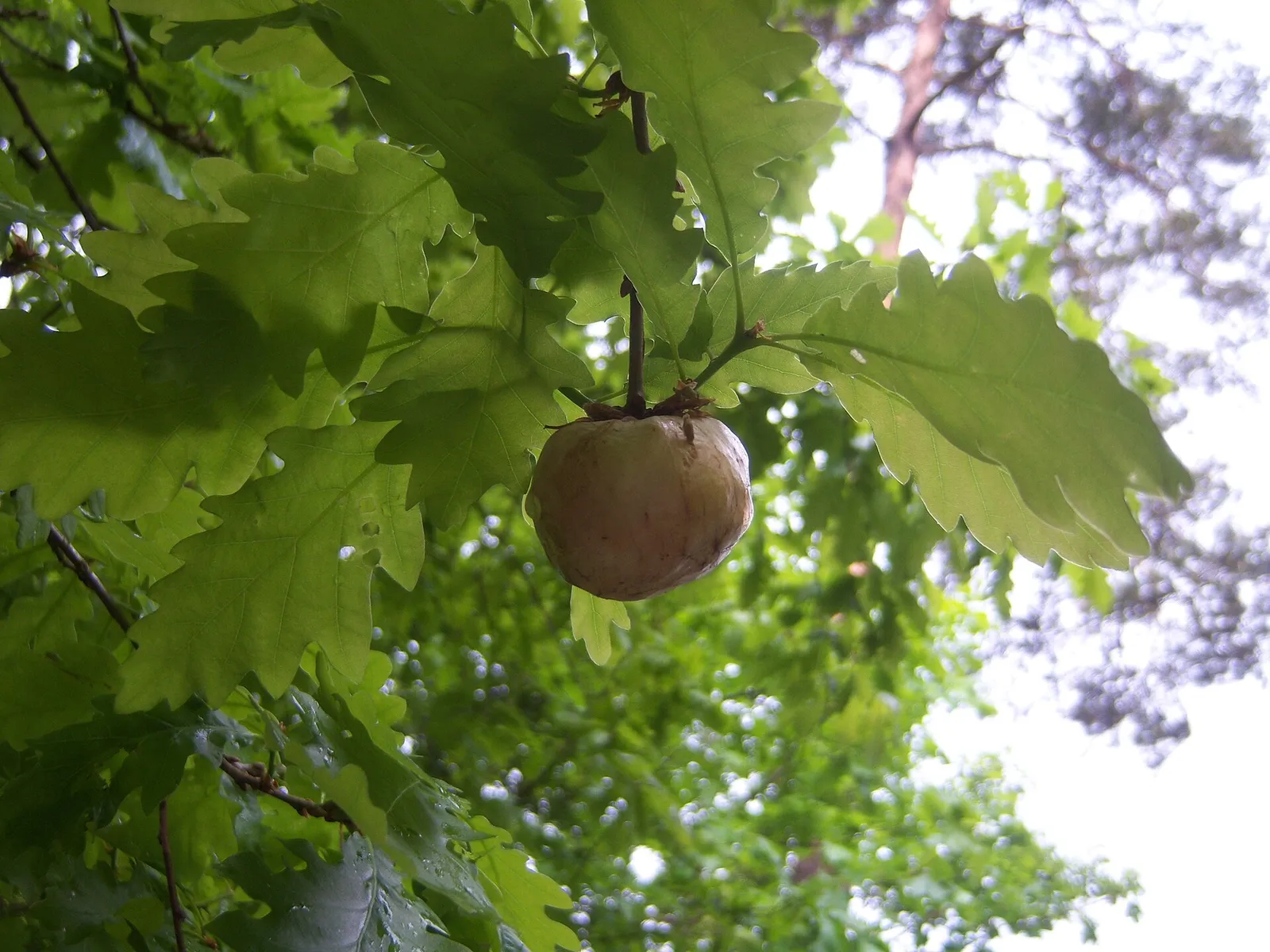 Oak Apple Day