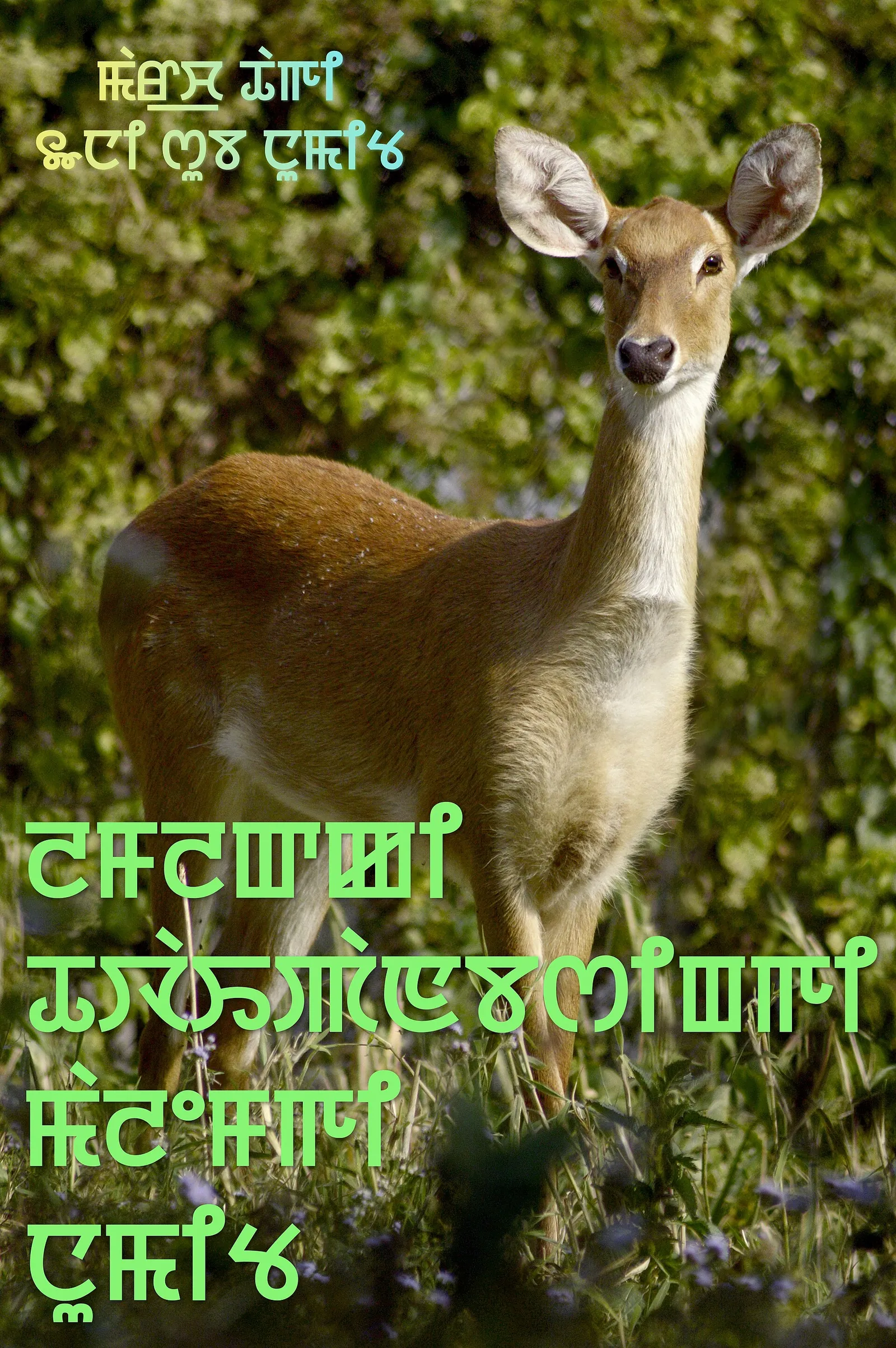 World Wildlife Day