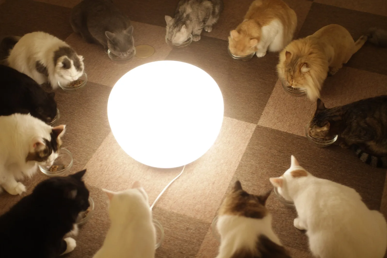 International Cat Day