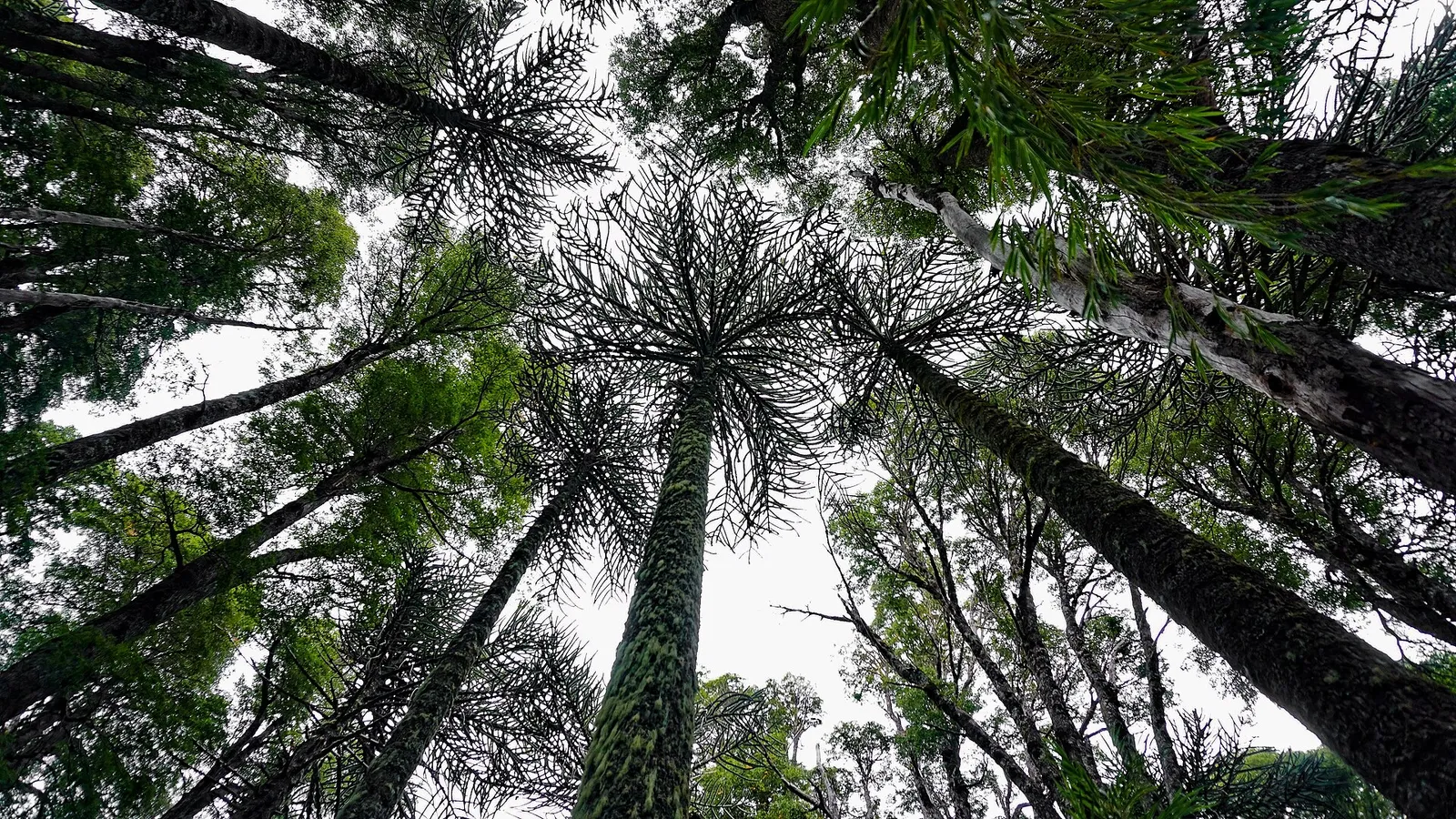 International Day of Forests