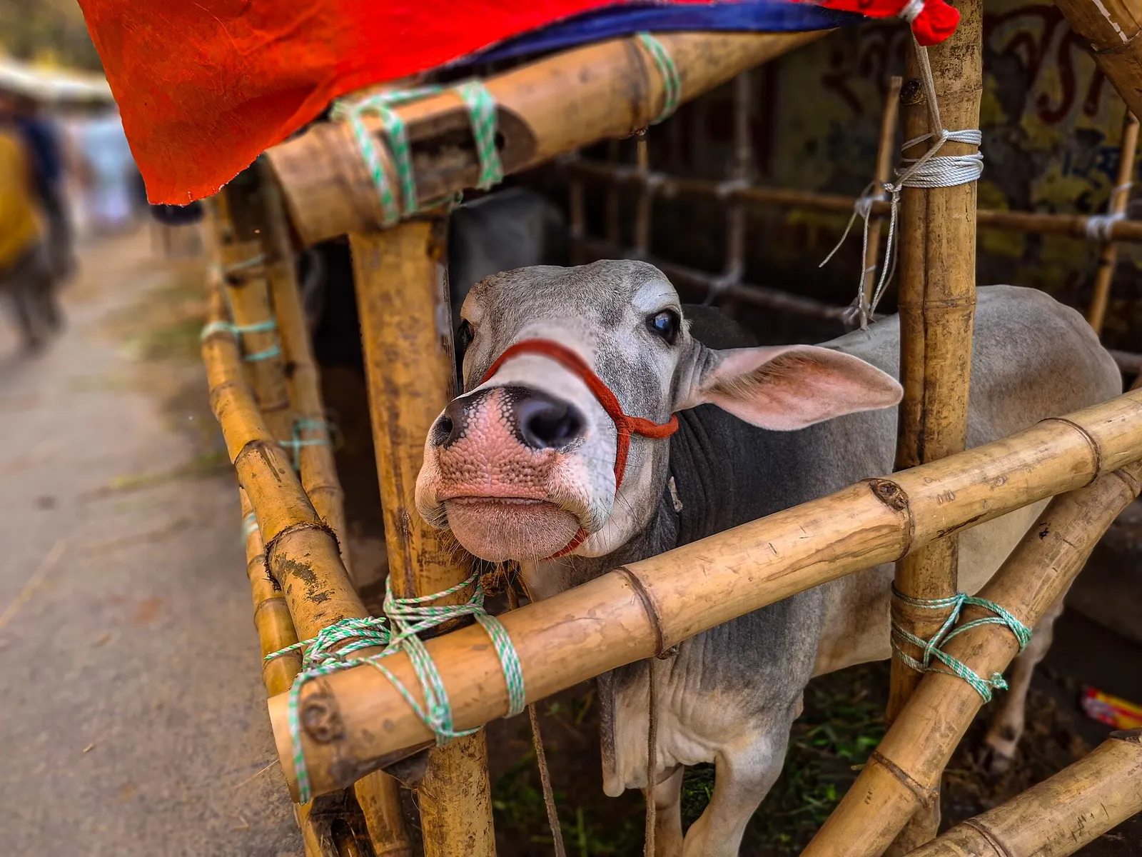 Eid Ul Adha