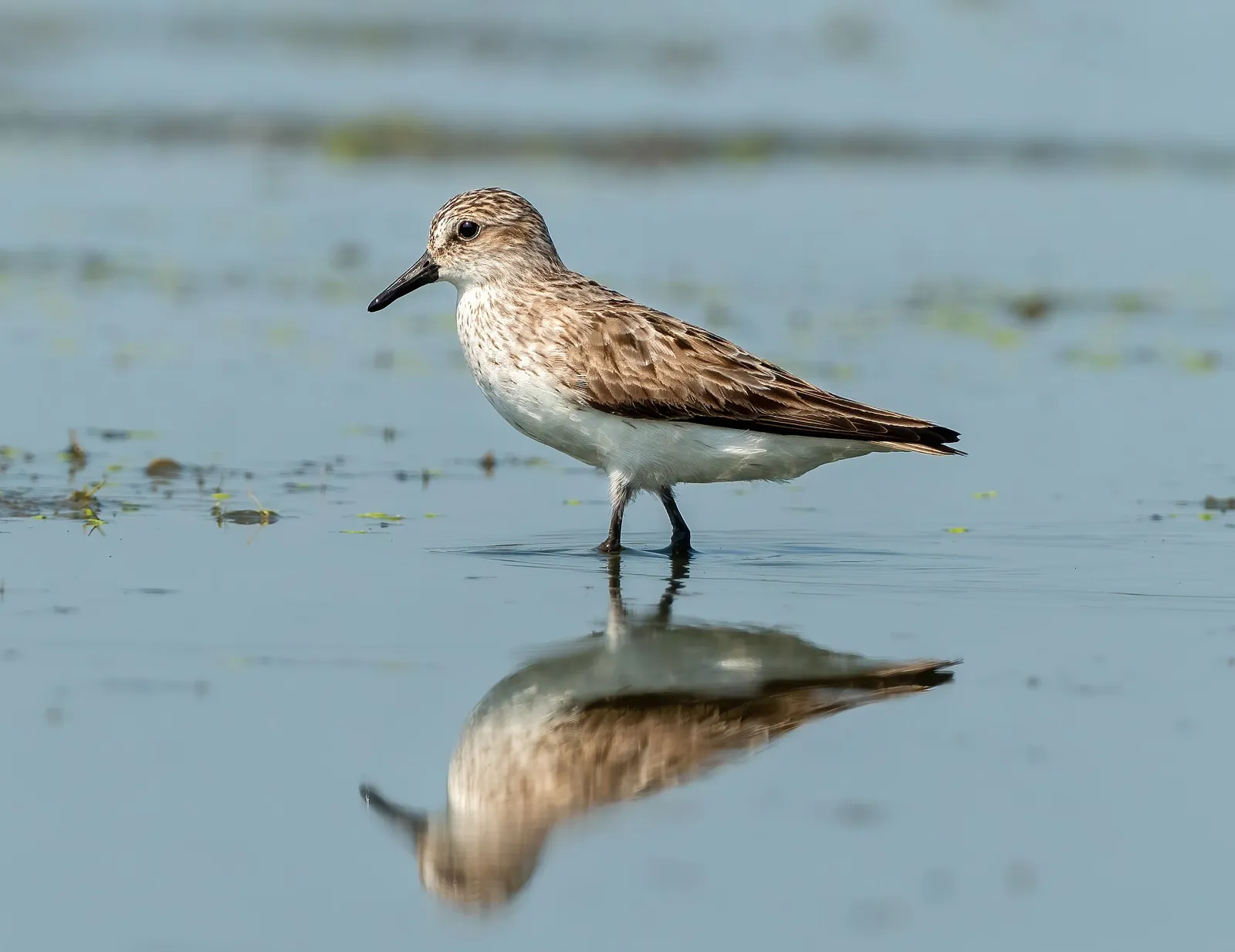 World Shorebirds Day