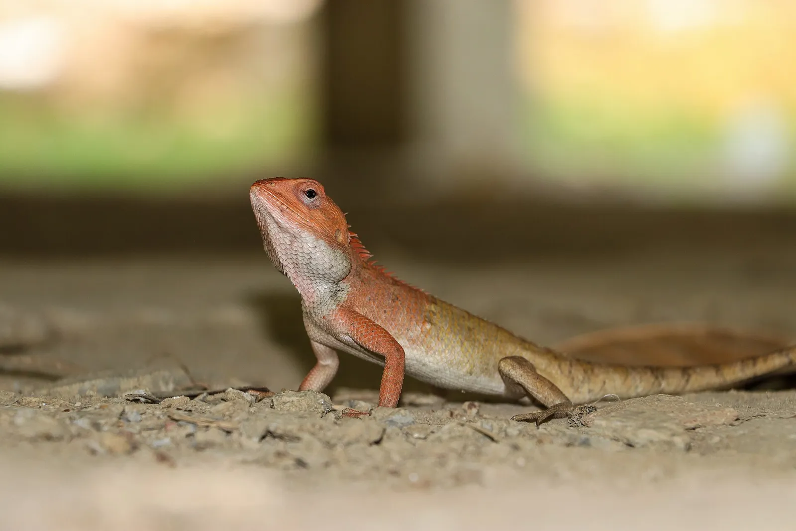 World Lizard Day